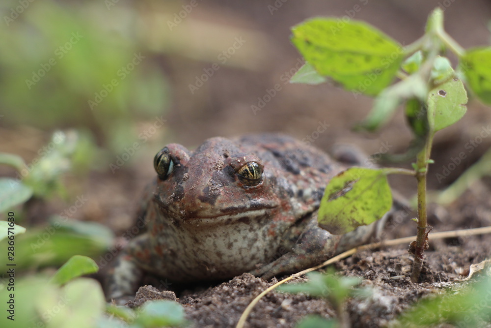 Fototapeta premium frog on the ground