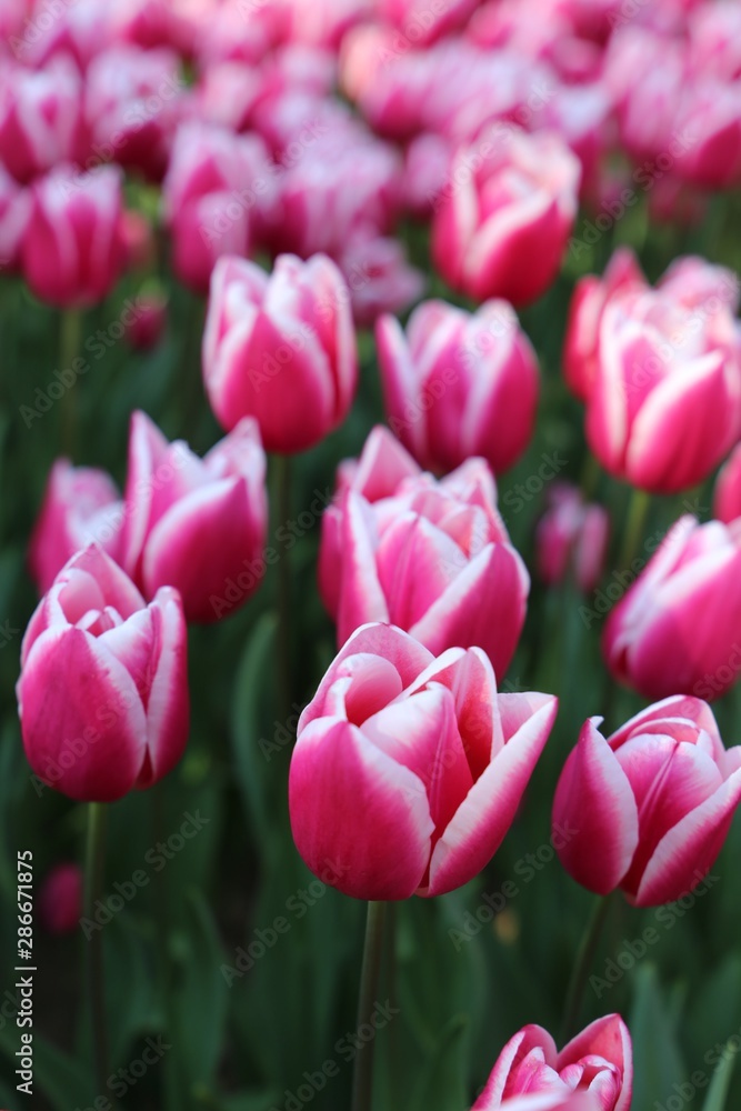 Obraz premium colorful tulips flowers blooming in a garden.İstanbul/ Turkey.