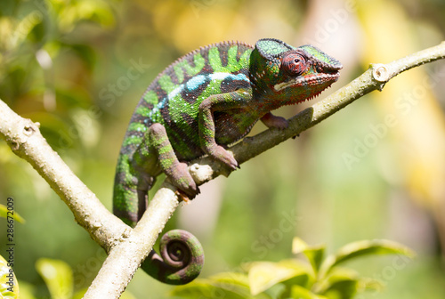 Panther chameleon Furcifer pardalis from Madagascar