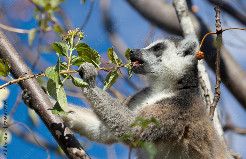 Obraz premium Famous Madagascar Maki lemur, Ring tailed lemur, eating