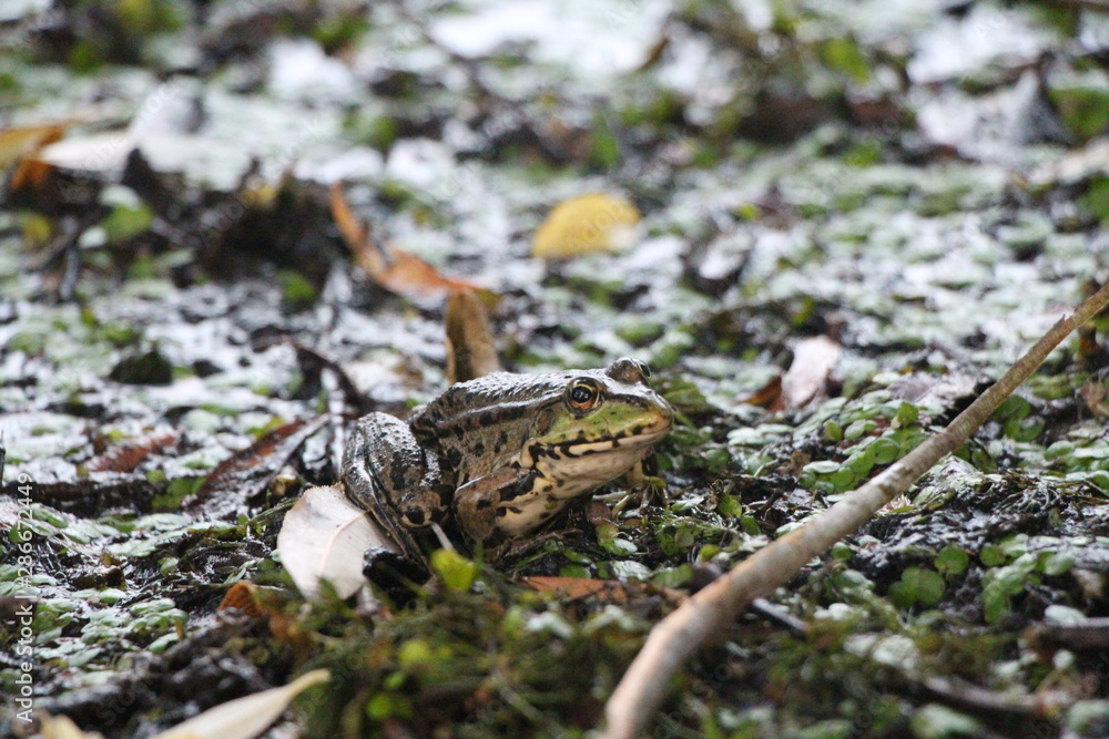 Fototapeta premium green frog in the swamp