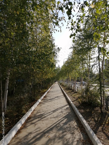 railway in the forest