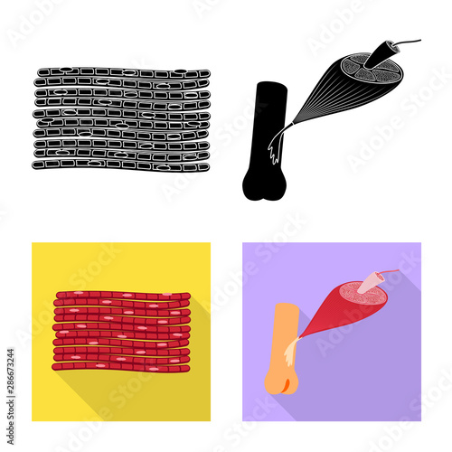 Isolated object of fiber and muscular sign. Set of fiber and body stock symbol for web.