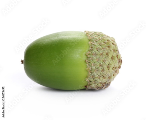 Green acorn isolated on white background