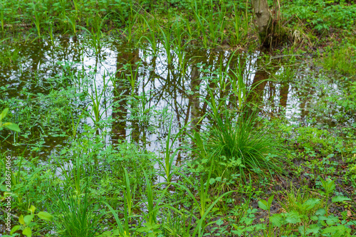 Fototapeta Naklejka Na Ścianę i Meble -  Swamp in the forest in early spring in the green grass