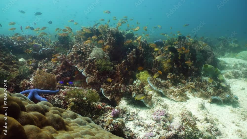 Tropical coral reef and fishes underwater. Hard and soft corals. Underwater video. Camiguin, Philippines. Tropical coral reef and fishes underwater. Hard and soft corals. Underwater video. Camiguin, Philippines.