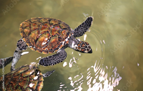 Sea turtle swimming in nursery pool at breeding center.