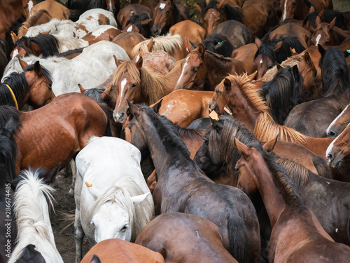herd of wild horses in the rapa das bestas in A Escusa  Poio  Pontevedra
