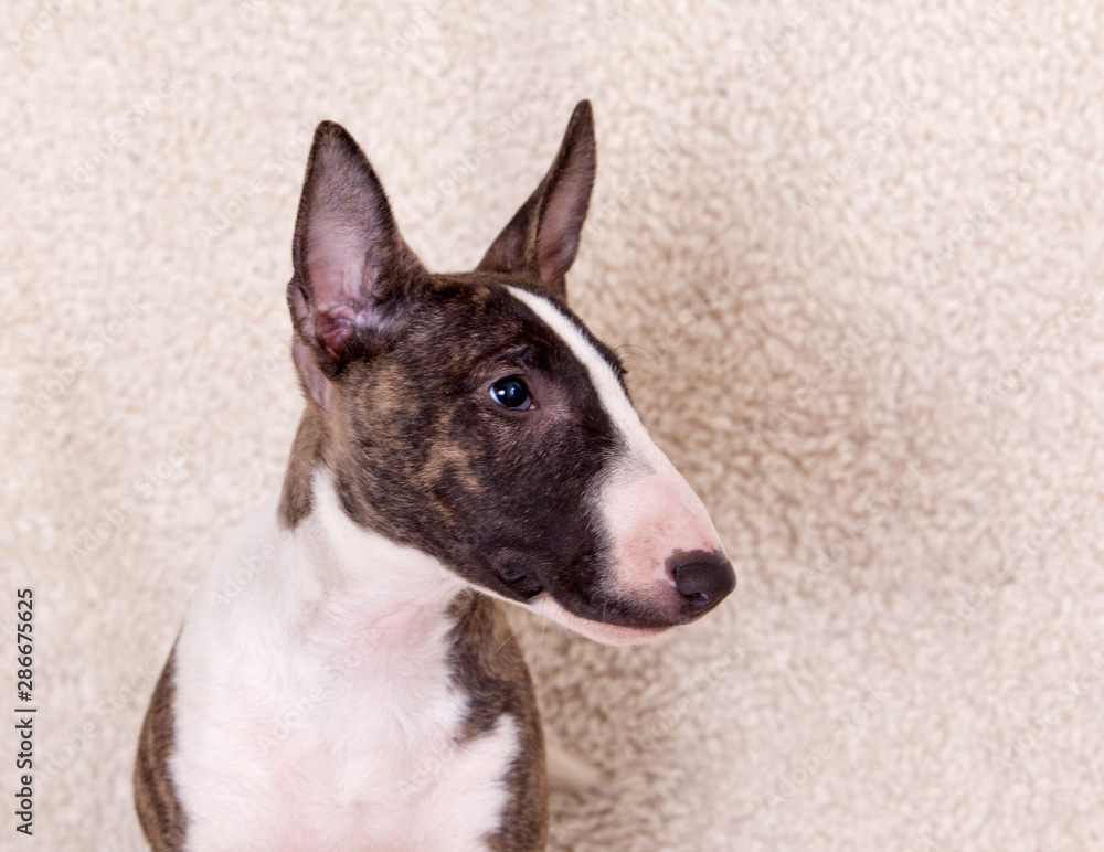 Dog breed mini bull terrier portrait in profile on a fluffy white background