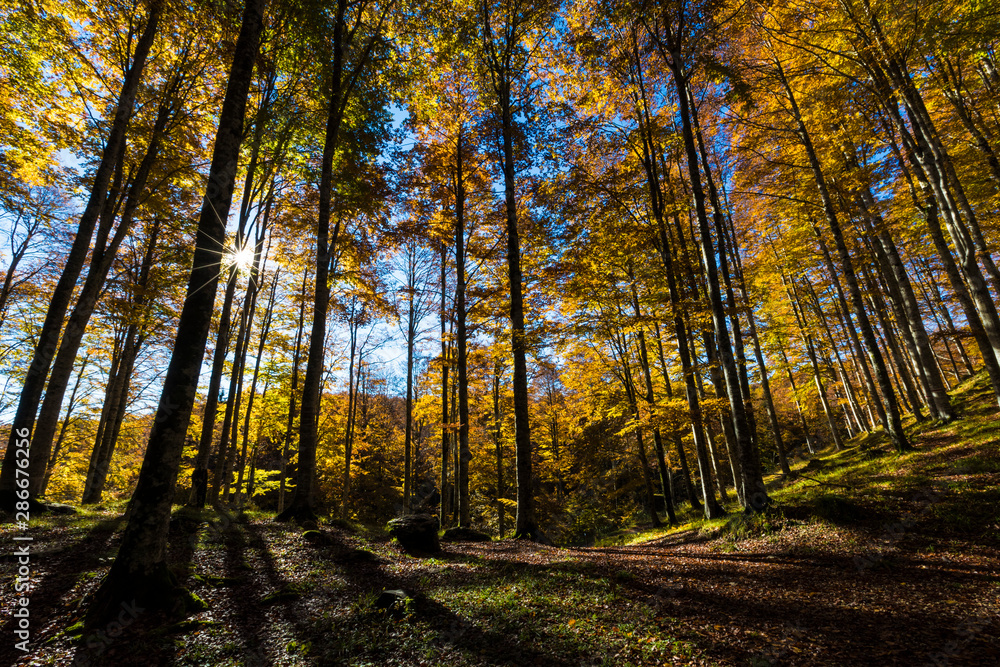 Fototapeta premium The plateau of Cansiglio