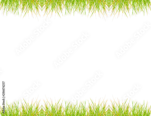 Green grass frame over white