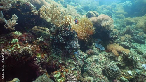 Wallpaper Mural Clown fish and sea anemone, natural symbiosis. Coral reef with fishes. Hard and soft corals underwater landscape Torontodigital.ca