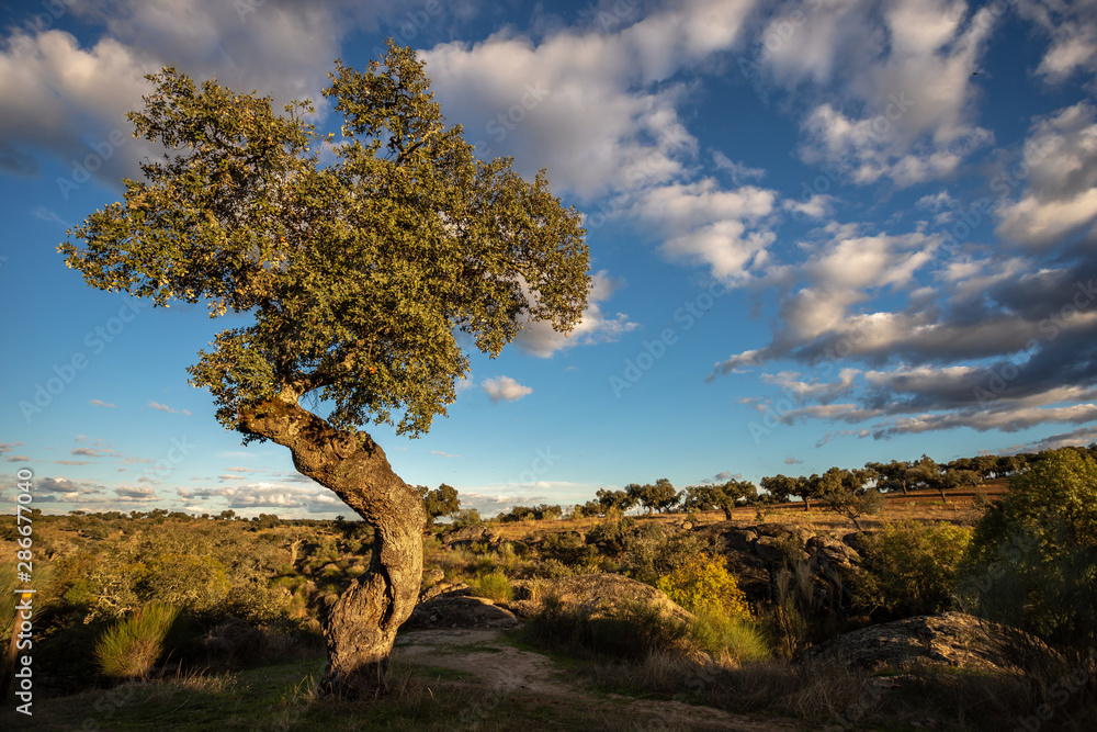 landscape with holm oaks in the natural park of conrnalvo. Extremadura, Spain