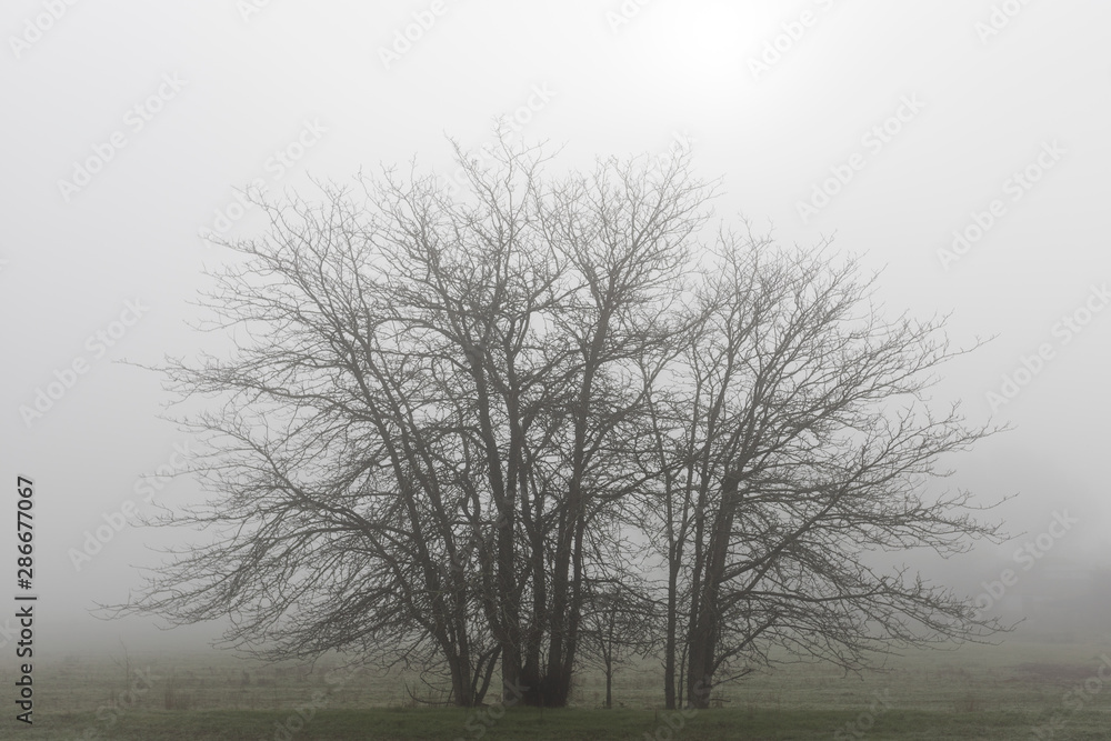 Tree silhouette among the fog in the Cornnalvo Natural Park, Extremadura, Spain Tree silhouette among the fog in the Cornnalvo Natural Park, Extremadura, Spain
