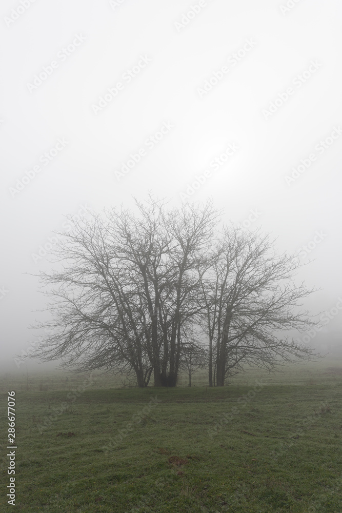 Tree silhouette among the fog in the Cornnalvo Natural Park, Extremadura, Spain Tree silhouette among the fog in the Cornnalvo Natural Park, Extremadura, Spain