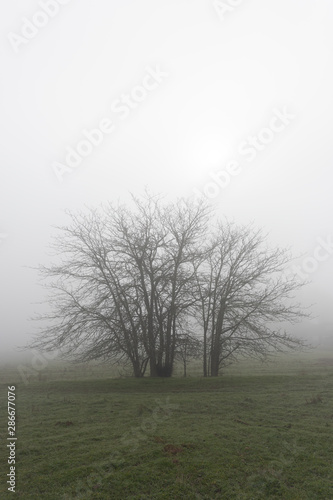 Tree silhouette among the fog in the Cornnalvo Natural Park  Extremadura  Spain