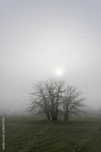 Tree silhouette among the fog in the Cornnalvo Natural Park, Extremadura, Spain