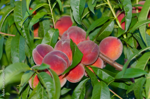 Peaches. Lots of ripe red peaches on the tree in summer.