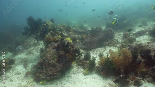 Wallpaper Mural Tropical coral reef seascape with fishes, hard and soft corals. Underwater video. Camiguin, Philippines. Torontodigital.ca