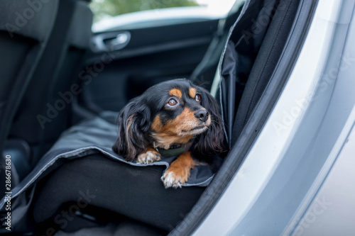 Small dog laying down in the back seat of the car looking up with pleading eyes