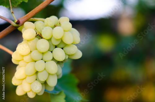 Grape.Bunch of ripe white grapes on a branch.