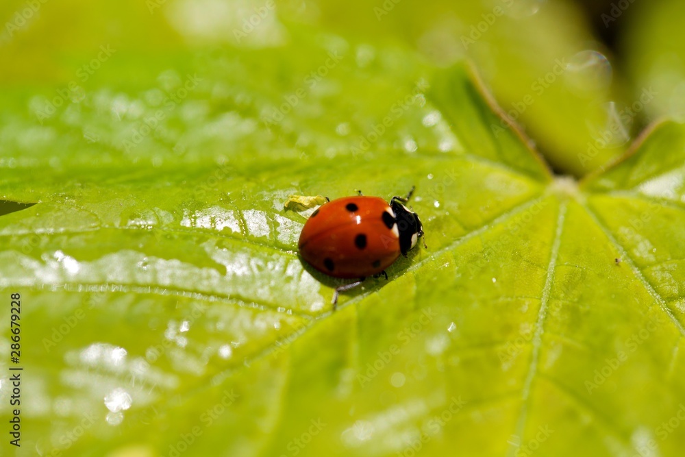 Ladybug On A Leaf Ladybug On A Leaf