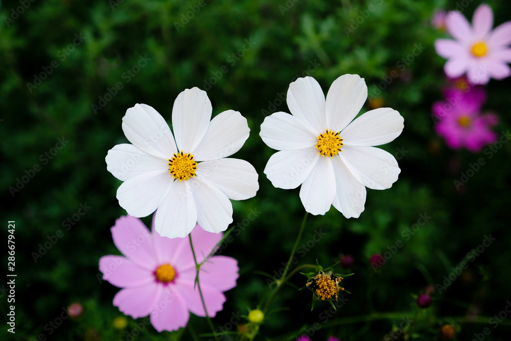 Beautiful cosmos flowers in bloom in the garden, close up. Beautiful cosmos flowers in bloom in the garden, close up.