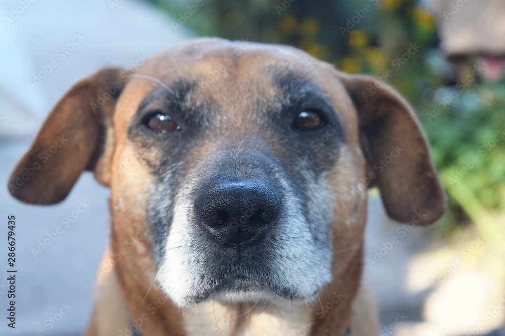 Portrait of a cute dog close-up . Close-up portrait.