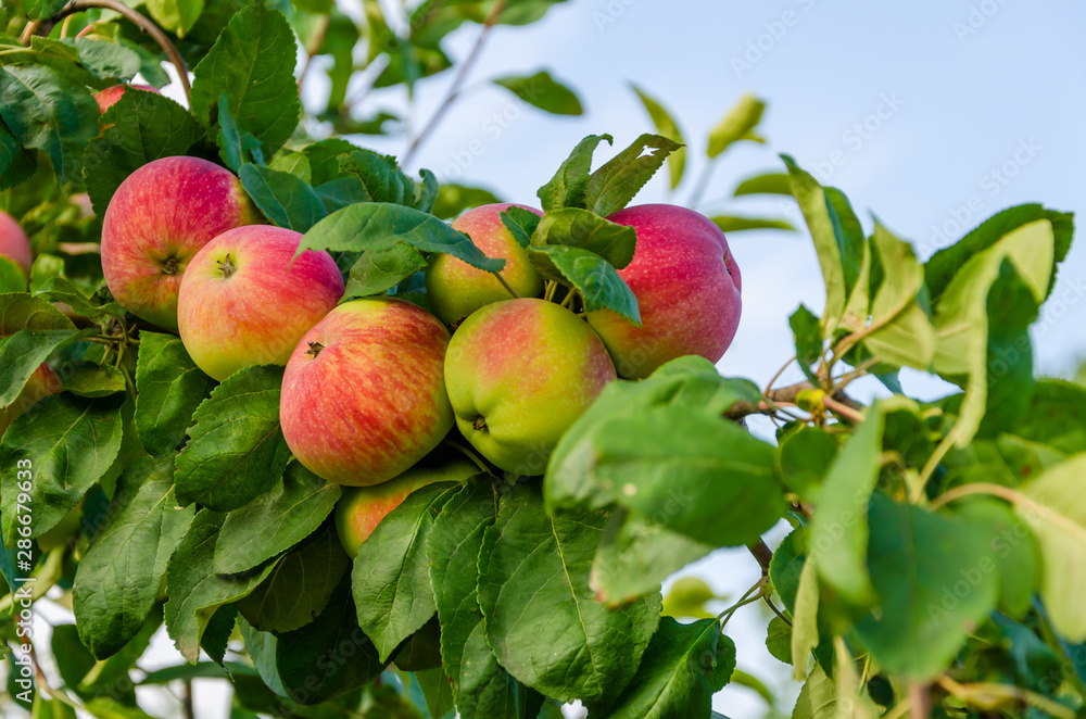 Apples red. Many apples on the tree. Apples red. Many apples on the tree.