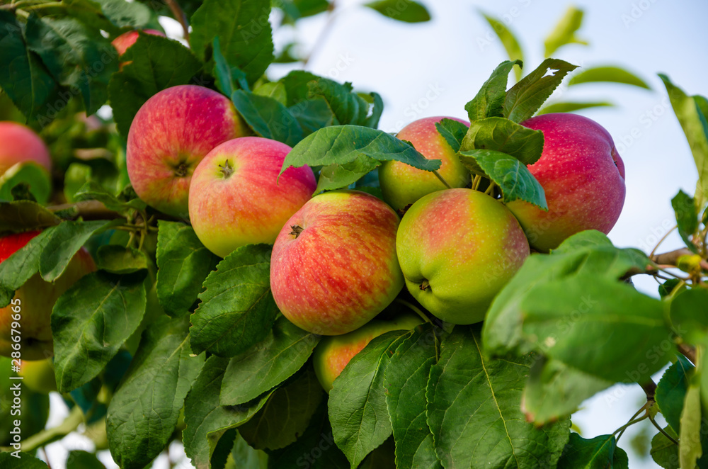 Apples red. Many apples on the tree. Apples red. Many apples on the tree.