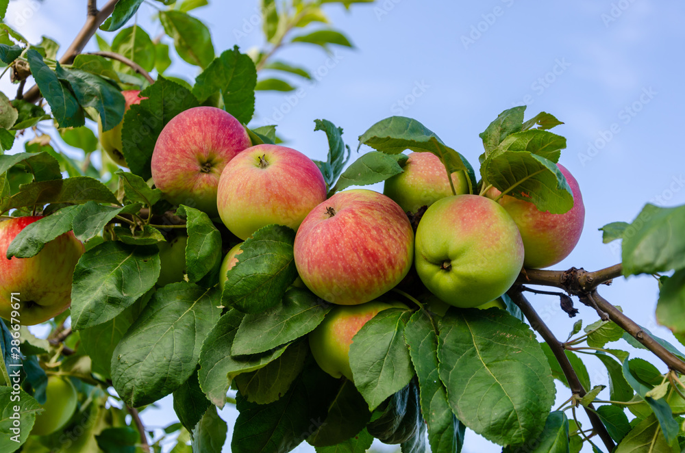Obraz premium Apples red. Many apples on the tree.