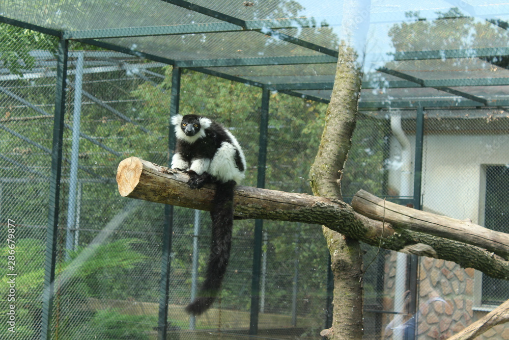 Obraz premium macaque