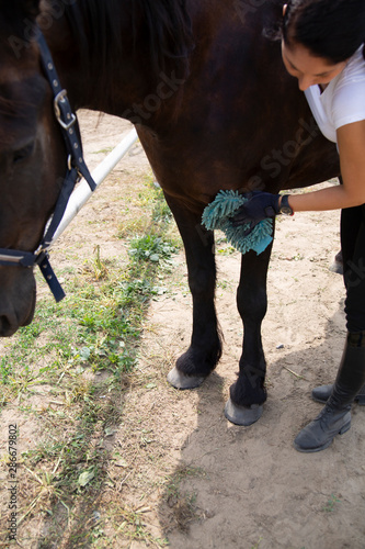 Horse cleaning and care. The woman rider cares for the horse. © JacZia