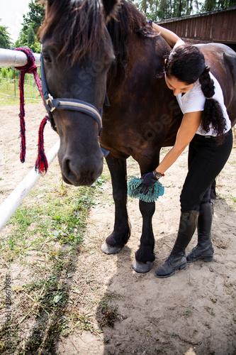 Horse cleaning and care. The woman rider cares for the horse. © JacZia