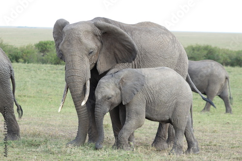 Elephant mom and calf, Masai Mara National Park, Kenya.