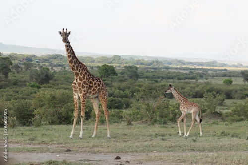 Giraffe mom and her calf, Masai Mara National Park, Kenya.