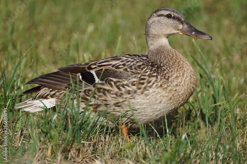 duck on grass