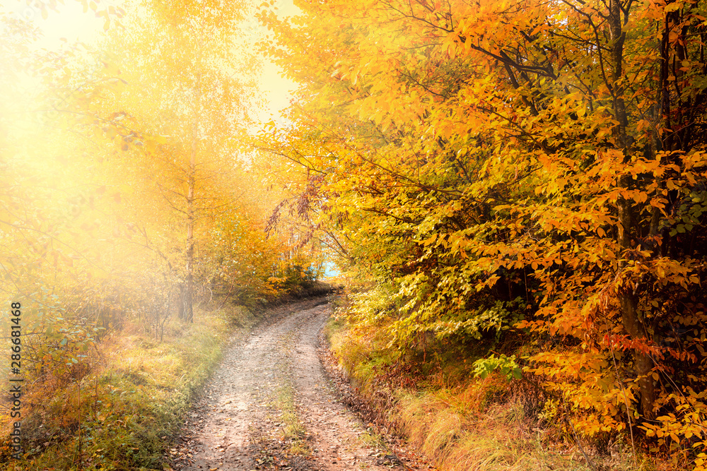 Sunny Autumn Road in golden forest, beautiful fall season - obrazy, fototapety, plakaty 
