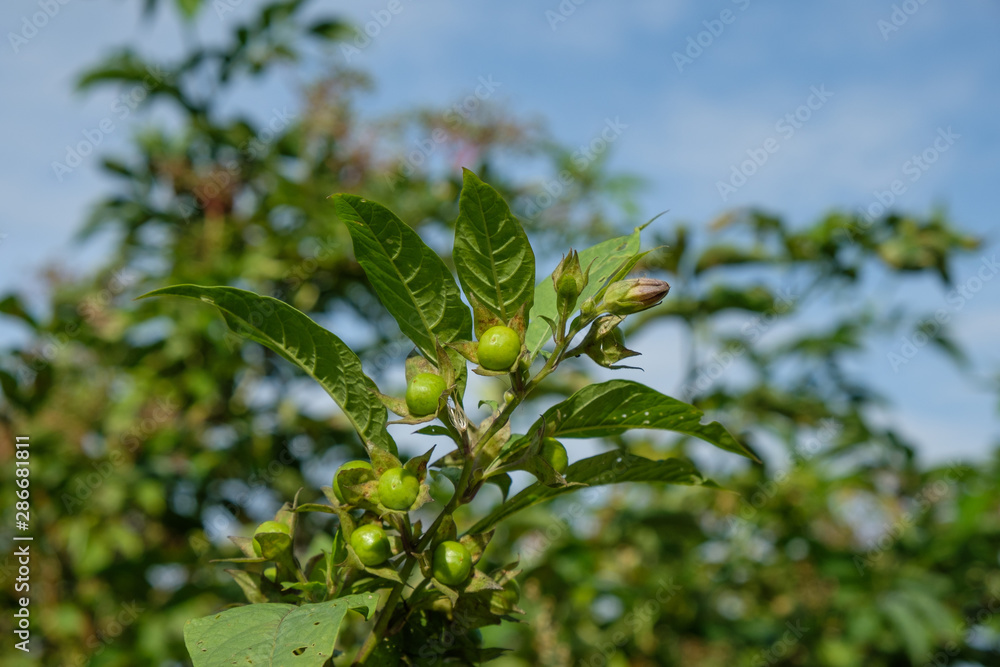 Grüne Tollkirsche (Atropa belladonna) Grüne Tollkirsche (Atropa belladonna)