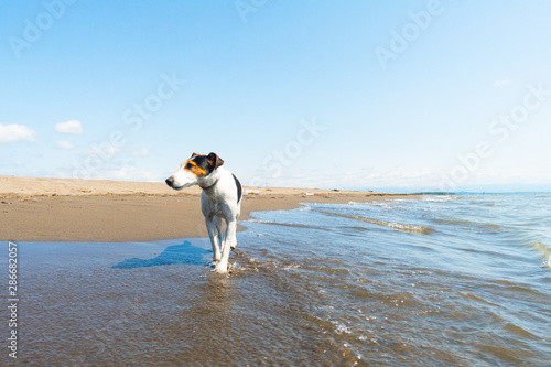 cane fox terrier fa una passegiata vicino al mare