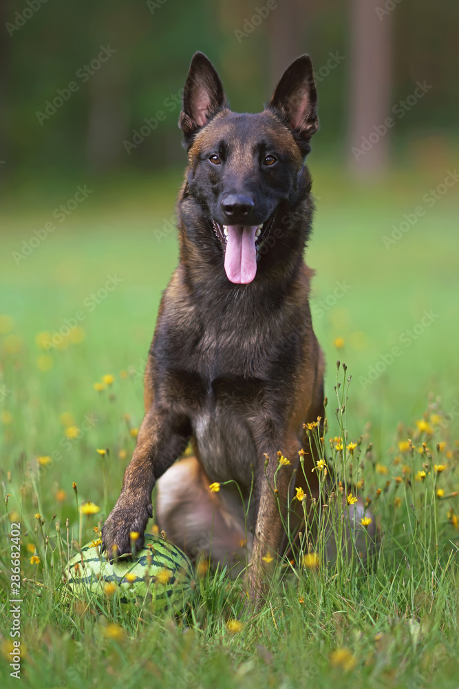 Happy young Belgian Shepherd dog Malinois sitting outdoors on a green grass holding a watermelon with its paw in summer Happy young Belgian Shepherd dog Malinois sitting outdoors on a green grass holding a watermelon with its paw in summer