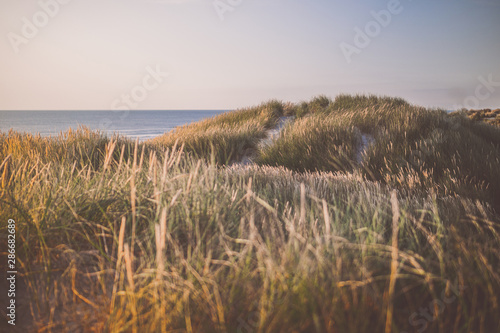 Fotografía Düne an der Küste von Dänemark