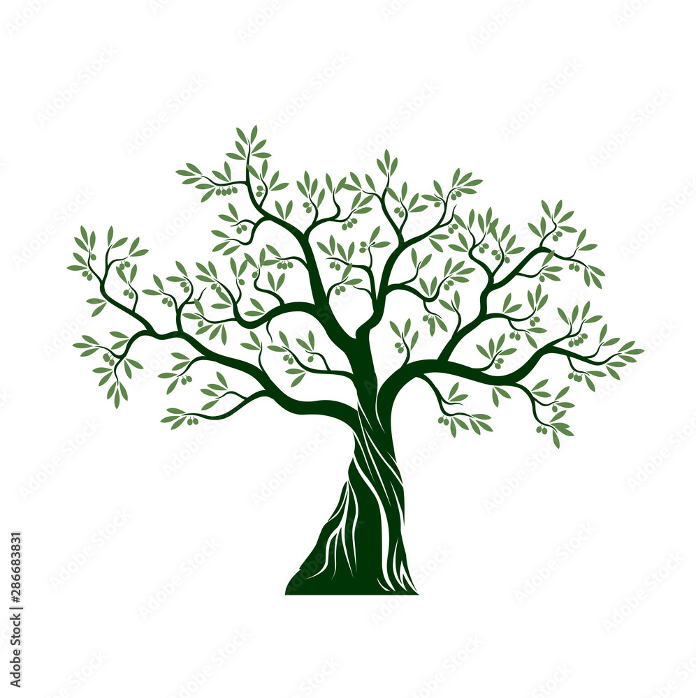 Olive tree on white background. Vector Illustration and concept pictogram. Olive tree on white background. Vector Illustration and concept pictogram.