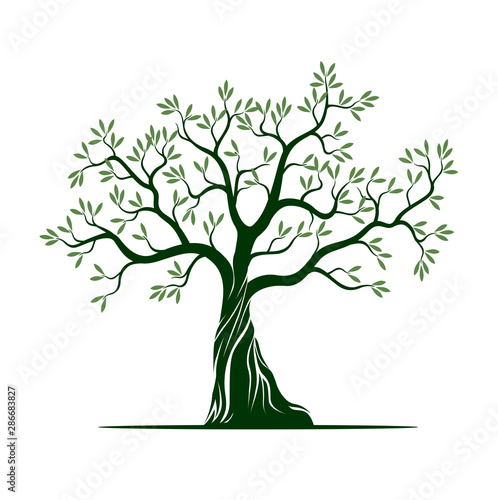 Olive tree on white background. Vector Illustration and concept pictogram.