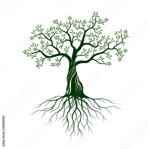 Olive tree on white background. Vector Illustration and concept pictogram.