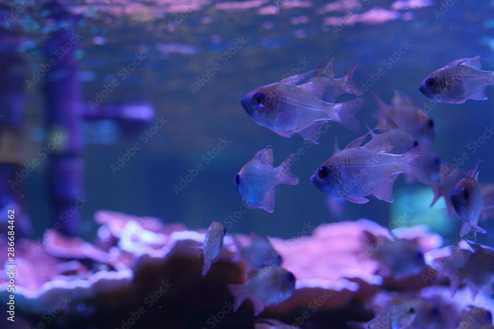 Obraz premium 熱帯魚