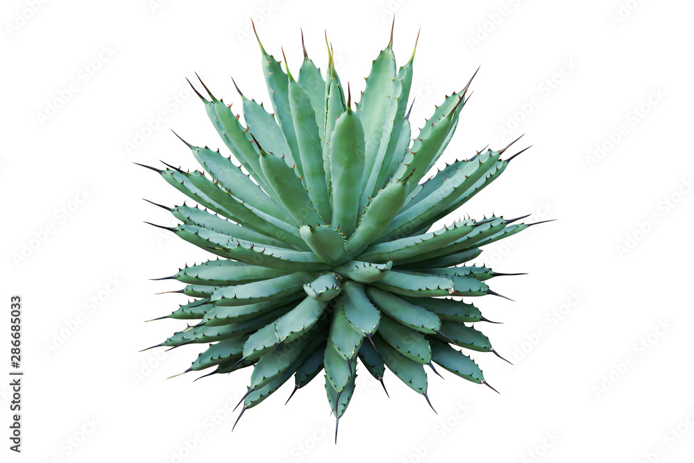 Agave macroacantha, Black Spined Agave Plant Isolated on White Background Agave macroacantha, Black Spined Agave Plant Isolated on White Background