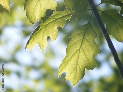 Sunlit Northern Red Oak Leaves Close Up