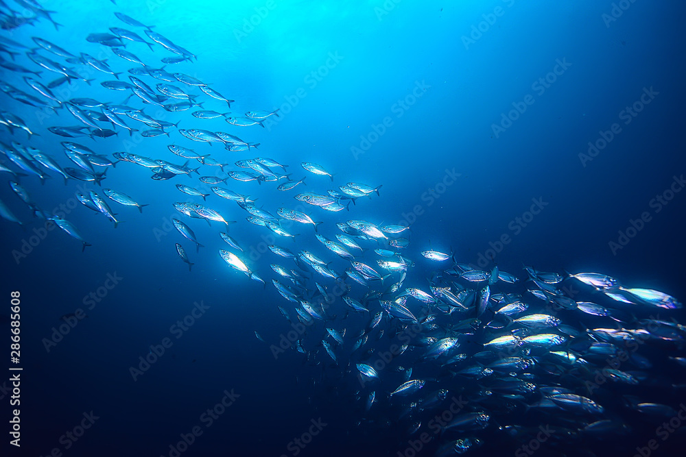 lot of small fish in the sea under water / fish colony, fishing, ocean  wildlife scene Stock Photo