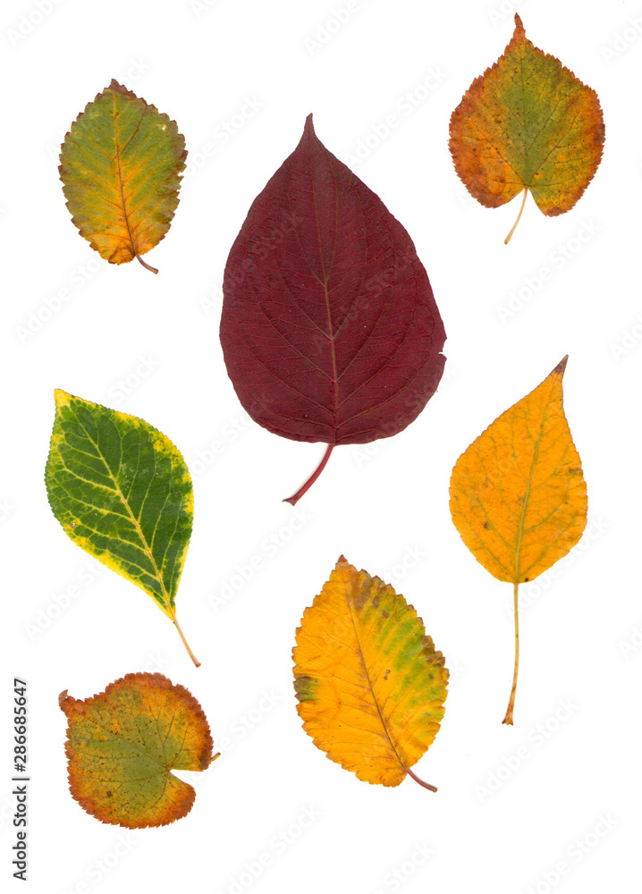 Fototapeta premium Collection beautiful colorful autumn leaves isolated on white background